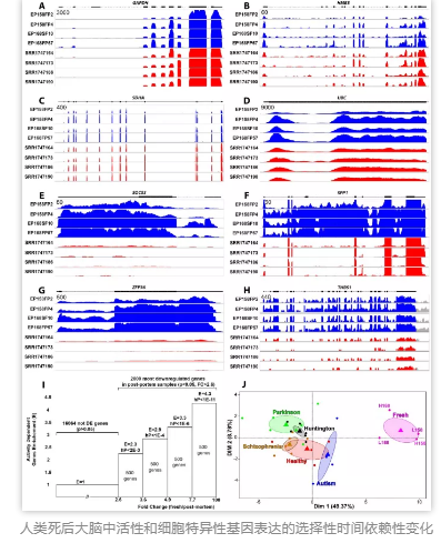 人类死后大脑中活性和细胞特异性基因表达的选择性时间依赖性变化