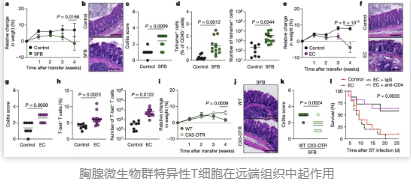 胸腺微生物群特异性T细胞在远端组织中起作用