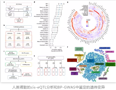 人类肾脏的cis-eQTL分析和BP-GWAS中鉴定的遗传变异