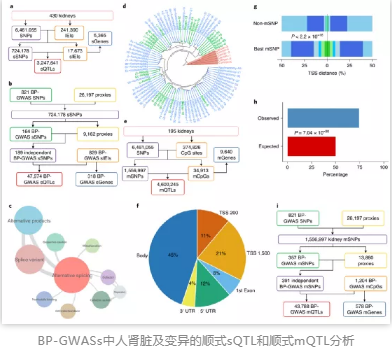 BP-GWASs中人肾脏及变异的顺式sQTL和顺式mQTL分析