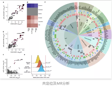 共定位及MR分析