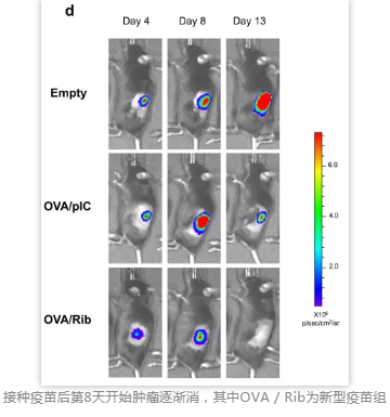 接种疫苗后第8天开始肿瘤逐渐消，其中OVA / Rib为新型疫苗组