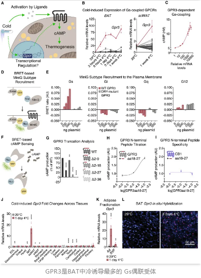 GPR3是BAT中冷诱导最多的 Gs偶联受体