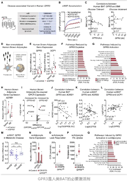 GPR3是人类BAT的必要激活剂