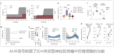 AHR信号削弱了IDH突变型神经胶质瘤中巨噬细胞的功能