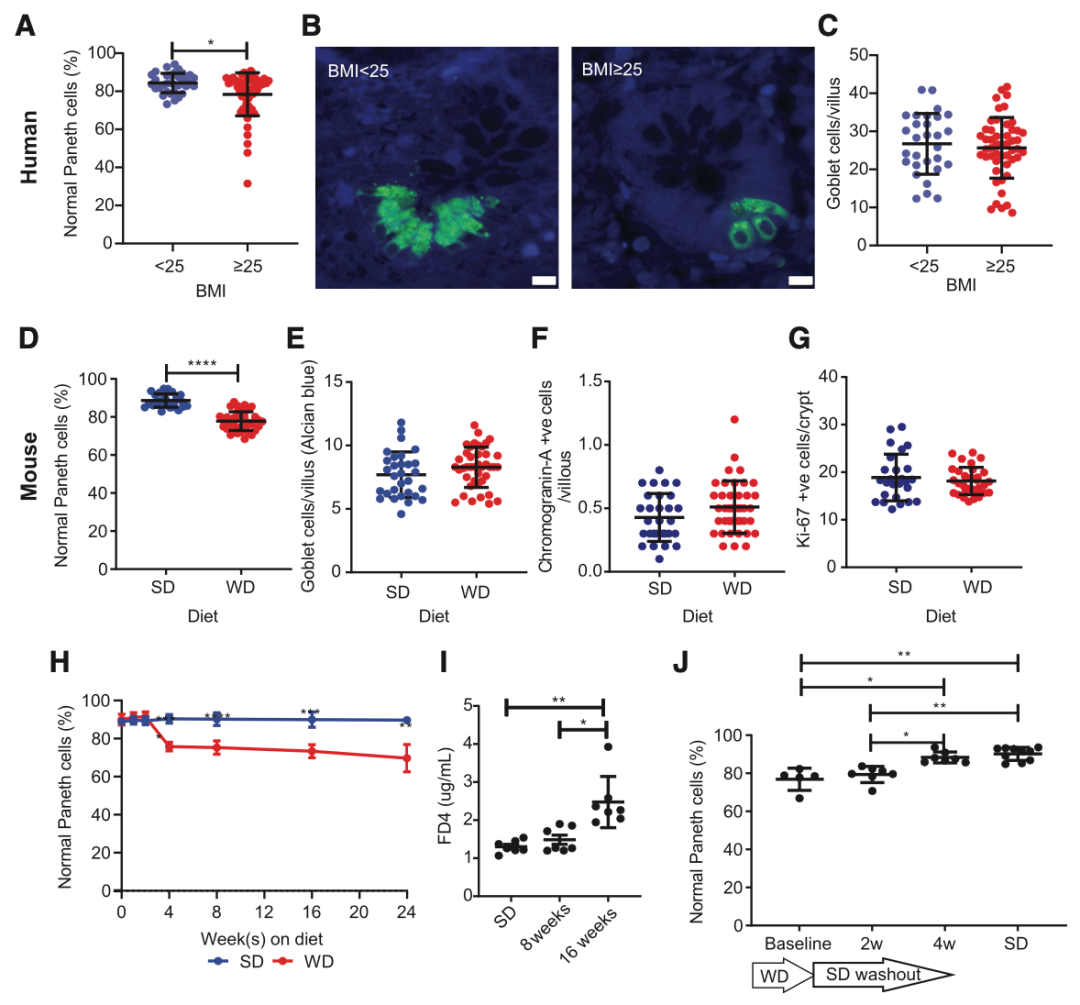 在人类和小鼠中，肥胖与Paneth细胞功能障碍有关