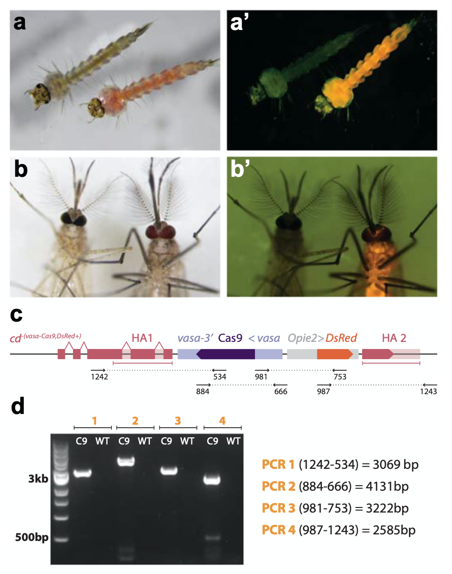 vasa -Cas9 转基因的表型、分子和功能验证