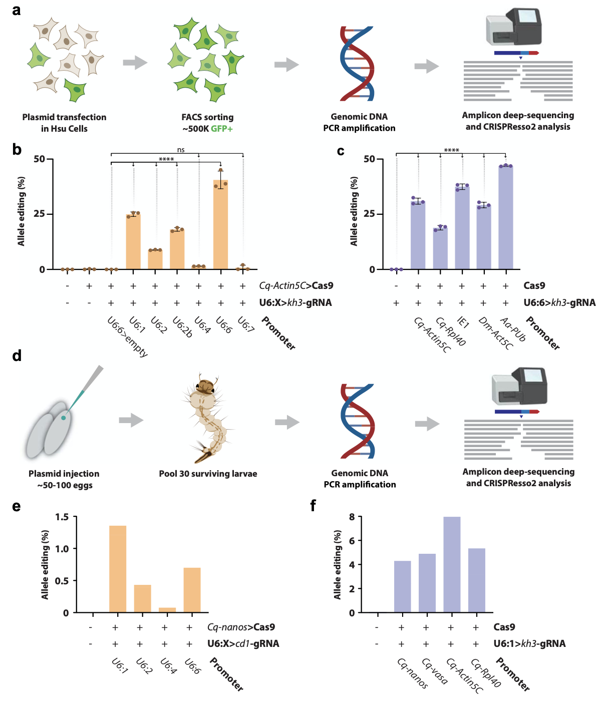 CRISPR 试剂在Culex quinquefasciatus卵巢细胞系中的验证