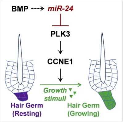 可能参与调节体内毛囊成体干细胞中的毛胚(HG)生长的关键因子！