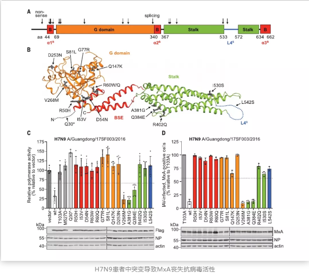 H7N9患者中突变导致MxA丧失抗病毒活性