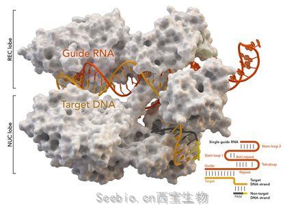 Nature：开发出Cas9-MMEJ可编程<font color='red'>基因</font>编辑方法，有望治疗143种由DNA微重复引起的疾病