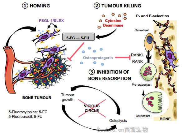 EBioMedicine：研究人员开发出以骨转移为靶点、同时保留骨组织的<font color='red'>癌症</font>治疗方法