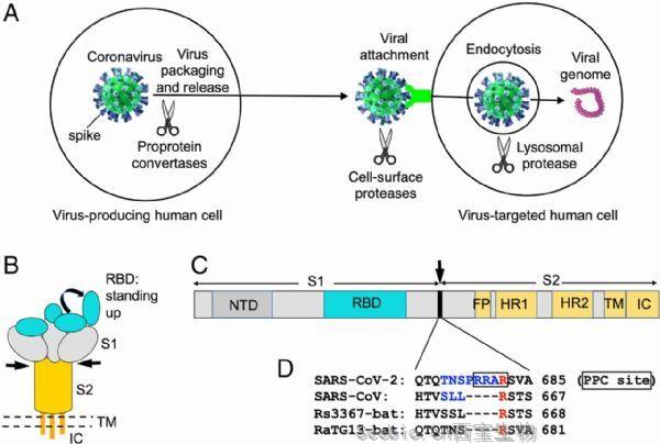 PNAS：揭示SARS-Co<font color='red'>V-2</font>高传染性和隐蔽性的原因！