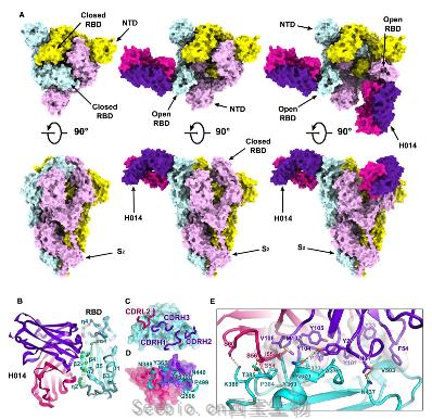 bioRxiv：研究开发可同时中和SARS-Co<font color='red'>V-2</font>和SARS-CoV的中和性治疗抗体！