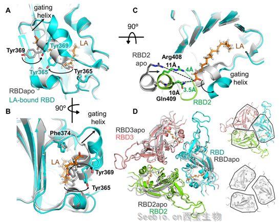 Science：发现新冠病毒S蛋白的一个亚油酸结合口袋，为开发阻止这种病毒感染的药物奠定基础