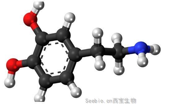 Neuron解读！揭秘多巴胺和血清素在调节人类感知和决策制定能力方面扮演的关键角色！