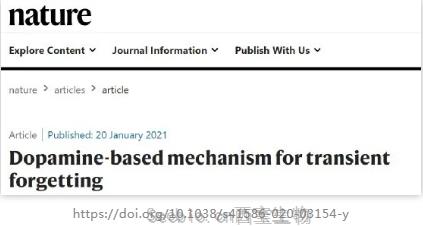 Nature揭示：支配爱情的多巴胺，如何调控大脑遗忘机制