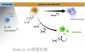 Immunity：免疫系统的“马拉松选手”