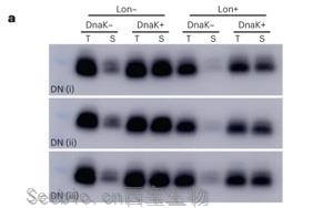 新生蛋白质和随机产生的蛋白质有什么不同？