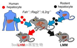 Science Advances：肝细胞<font color='red'>影响</font>生物钟的又一证据