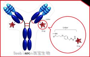 <font color='red'>蛋白质交联剂</font>及在生物学中的应用