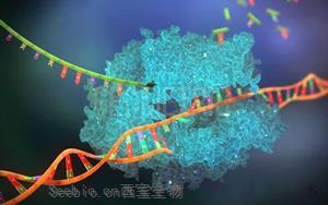 Nature最新发现一条鲜为人知的DNA修复途径：让人惊叹的协作