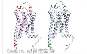 血清素的秘密:TAAR1对精神障碍的隐性<font color='red'>影响</font>