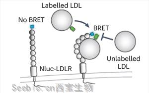 《Nature Microbiology》<font color='red'>出血热病毒</font>如何进入人体细胞？