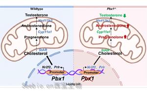 转录因子PBX1在调控间质细胞分化和精子发生中的关键作用