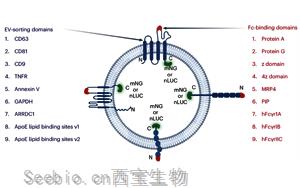 Nature子刊：利用细胞外囊泡实现精准药物递送