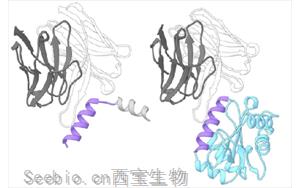 Nature子刊：破解艾滋病毒防御——创新疫苗