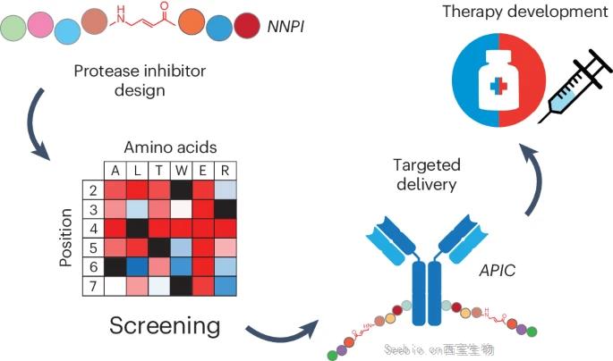 Nature子刊介绍癌症治疗的一种新途径：抗体-肽抑制剂缀合物