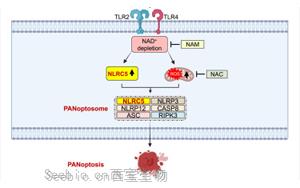 《Cell》首次发现NLRC5在免疫反应和细胞死亡中的作用