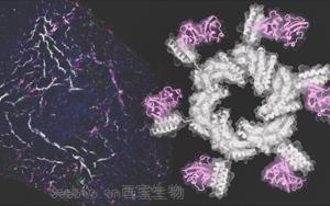 Cell：精准的蛋白质得以修复受损的心脏和肾脏