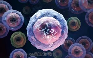 Nature Immunology：一种特殊类型的人类白细胞