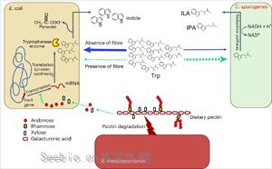 Nature子刊：<font color='red'>膳食纤维</font>促进肠道细菌对有益氨基酸的转化