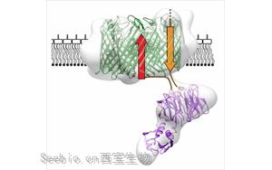 Nature子刊：蛋白质团块预测衰老时钟