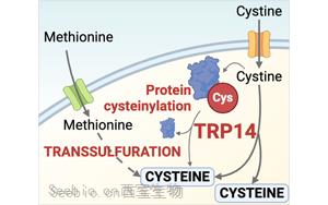 新发现揭示<font color='red'>TRP14</font> (TXNDC17)是半胱氨酸代谢和抗病的关键酶