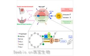 Cell：癌症和怀孕具有共同的免疫分子机制！