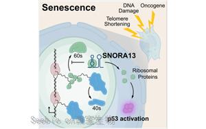 一个核仁小分子RNA在调节细胞衰老的作用：SNORA13是多种衰老必需的