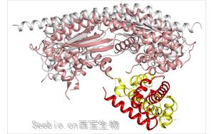 Nature子刊：两种调节线粒体自噬的蛋白质，开辟了一条新的途径