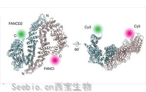 《Nature》新发现揭示了DNA修复途径的关键过程