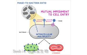 《Current Biology》广为人知的<font color='red'>噬菌体感染</font>又有新发现