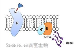 Cell子刊：独特的机制保护胰腺细胞免受炎症的<font color='red'>影响</font>