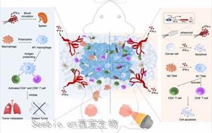 Science子刊：新治疗方法促进小鼠多能干细胞的产生