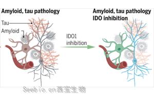 Science：一种抗癌药物有望治疗阿尔茨海默病