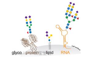 Cell新研究直面挑战：揭开GlycoRNA的面纱——它们确实存在