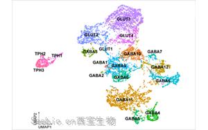 Science：吗啡缓解<font color='red'>疼痛</font>的机制