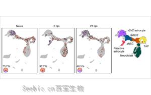 《Nature》表观遗传修饰成功将星形胶质细胞重编程为脑干细胞