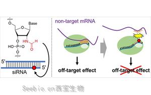 一种新化学修饰可以减少siRNA药物的脱靶效应